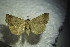  ( - BC ZSM Lep 86576)  @13 [ ] CreativeCommons - Attribution Non-Commercial Share-Alike (2015) Unspecified SNSB, Zoologische Staatssammlung Muenchen