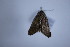  ( - BC ZSM Lep 87249)  @12 [ ] CreativeCommons - Attribution Non-Commercial Share-Alike (2015) Unspecified SNSB, Zoologische Staatssammlung Muenchen