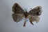  ( - BC ZSM Lep 87266)  @12 [ ] CreativeCommons - Attribution Non-Commercial Share-Alike (2015) Unspecified SNSB, Zoologische Staatssammlung Muenchen