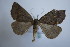  ( - BC ZSM Lep 87268)  @13 [ ] CreativeCommons - Attribution Non-Commercial Share-Alike (2015) Unspecified SNSB, Zoologische Staatssammlung Muenchen