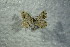  (Macaria liturata - BC ZSM Lep 87316)  @12 [ ] CreativeCommons - Attribution Non-Commercial Share-Alike (2015) Unspecified SNSB, Zoologische Staatssammlung Muenchen