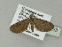  ( - BC ZSM Lep 89023)  @13 [ ] CreativeCommons - Attribution Non-Commercial Share-Alike (2015) Unspecified SNSB, Zoologische Staatssammlung Muenchen