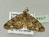  ( - BC ZSM Lep 89037)  @13 [ ] CreativeCommons - Attribution Non-Commercial Share-Alike (2015) Unspecified SNSB, Zoologische Staatssammlung Muenchen