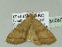  ( - BC ZSM Lep 89085)  @14 [ ] CreativeCommons - Attribution Non-Commercial Share-Alike (2015) Unspecified SNSB, Zoologische Staatssammlung Muenchen