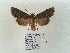  (Mniotype albostigmata - BC ZSM Lep 89949)  @13 [ ] CreativeCommons - Attribution Non-Commercial Share-Alike (2015) Axel Hausmann/Bavarian State Collection of Zoology (ZSM) SNSB, Zoologische Staatssammlung Muenchen