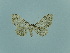  ( - BC ZSM Lep 89955)  @13 [ ] CreativeCommons - Attribution Non-Commercial Share-Alike (2015) Axel Hausmann/Bavarian State Collection of Zoology (ZSM) SNSB, Zoologische Staatssammlung Muenchen
