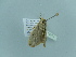  ( - BC ZSM Lep 89979)  @12 [ ] CreativeCommons - Attribution Non-Commercial Share-Alike (2015) Axel Hausmann/Bavarian State Collection of Zoology (ZSM) SNSB, Zoologische Staatssammlung Muenchen
