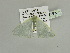  ( - BC ZSM Lep 89992)  @13 [ ] CreativeCommons - Attribution Non-Commercial Share-Alike (2015) Axel Hausmann/Bavarian State Collection of Zoology (ZSM) SNSB, Zoologische Staatssammlung Muenchen