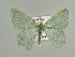  ( - BC ZSM Lep 89997)  @14 [ ] CreativeCommons - Attribution Non-Commercial Share-Alike (2015) Axel Hausmann/Bavarian State Collection of Zoology (ZSM) SNSB, Zoologische Staatssammlung Muenchen