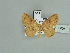  ( - BC ZSM Lep 90006)  @11 [ ] CreativeCommons - Attribution Non-Commercial Share-Alike (2015) Axel Hausmann/Bavarian State Collection of Zoology (ZSM) SNSB, Zoologische Staatssammlung Muenchen
