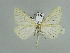  ( - BC ZSM Lep 90008)  @13 [ ] CreativeCommons - Attribution Non-Commercial Share-Alike (2015) Axel Hausmann/Bavarian State Collection of Zoology (ZSM) SNSB, Zoologische Staatssammlung Muenchen