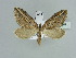  ( - BC ZSM Lep 90009)  @13 [ ] CreativeCommons - Attribution Non-Commercial Share-Alike (2015) Axel Hausmann/Bavarian State Collection of Zoology (ZSM) SNSB, Zoologische Staatssammlung Muenchen