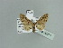  ( - BC ZSM Lep 90013)  @13 [ ] CreativeCommons - Attribution Non-Commercial Share-Alike (2015) Axel Hausmann/Bavarian State Collection of Zoology (ZSM) SNSB, Zoologische Staatssammlung Muenchen