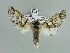  ( - BC ZSM Lep 90016)  @12 [ ] CreativeCommons - Attribution Non-Commercial Share-Alike (2015) Axel Hausmann/Bavarian State Collection of Zoology (ZSM) SNSB, Zoologische Staatssammlung Muenchen