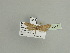  ( - BC ZSM Lep 90047)  @12 [ ] CreativeCommons - Attribution Non-Commercial Share-Alike (2015) Axel Hausmann/Bavarian State Collection of Zoology (ZSM) SNSB, Zoologische Staatssammlung Muenchen
