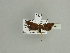  ( - BC ZSM Lep 90049)  @12 [ ] CreativeCommons - Attribution Non-Commercial Share-Alike (2015) Axel Hausmann/Bavarian State Collection of Zoology (ZSM) SNSB, Zoologische Staatssammlung Muenchen