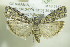  ( - BC ZSM Lep 90359)  @14 [ ] CreativeCommons - Attribution Non-Commercial Share-Alike (2015) Axel Hausmann/Bavarian State Collection of Zoology (ZSM) SNSB, Zoologische Staatssammlung Muenchen
