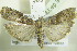  ( - BC ZSM Lep 90360)  @14 [ ] CreativeCommons - Attribution Non-Commercial Share-Alike (2015) Axel Hausmann/Bavarian State Collection of Zoology (ZSM) SNSB, Zoologische Staatssammlung Muenchen