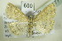  ( - BC ZSM Lep 90377)  @14 [ ] CreativeCommons - Attribution Non-Commercial Share-Alike (2015) Axel Hausmann/Bavarian State Collection of Zoology (ZSM) SNSB, Zoologische Staatssammlung Muenchen