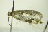  (Gypsonoma dealbana - BC ZSM Lep 90425)  @14 [ ] CreativeCommons - Attribution Non-Commercial Share-Alike (2015) Axel Hausmann/Bavarian State Collection of Zoology (ZSM) SNSB, Zoologische Staatssammlung Muenchen