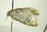  (Cnephasia genitalana - BC ZSM Lep 90426)  @14 [ ] CreativeCommons - Attribution Non-Commercial Share-Alike (2015) Axel Hausmann/Bavarian State Collection of Zoology (ZSM) SNSB, Zoologische Staatssammlung Muenchen
