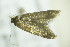  ( - BC ZSM Lep 90428)  @12 [ ] CreativeCommons - Attribution Non-Commercial Share-Alike (2015) Axel Hausmann/Bavarian State Collection of Zoology (ZSM) SNSB, Zoologische Staatssammlung Muenchen