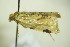  ( - BC ZSM Lep 90435)  @12 [ ] CreativeCommons - Attribution Non-Commercial Share-Alike (2015) Axel Hausmann/Bavarian State Collection of Zoology (ZSM) SNSB, Zoologische Staatssammlung Muenchen