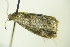  ( - BC ZSM Lep 90443)  @12 [ ] CreativeCommons - Attribution Non-Commercial Share-Alike (2015) Axel Hausmann/Bavarian State Collection of Zoology (ZSM) SNSB, Zoologische Staatssammlung Muenchen