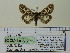  ( - BC ZSM Lep 91780)  @13 [ ] CreativeCommons - Attribution Non-Commercial Share-Alike (2015) Axel Hausmann/Bavarian State Collection of Zoology (ZSM) SNSB, Zoologische Staatssammlung Muenchen