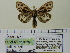  ( - BC ZSM Lep 91783)  @14 [ ] CreativeCommons - Attribution Non-Commercial Share-Alike (2015) Axel Hausmann/Bavarian State Collection of Zoology (ZSM) SNSB, Zoologische Staatssammlung Muenchen