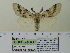  ( - BC ZSM Lep 91784)  @12 [ ] CreativeCommons - Attribution Non-Commercial Share-Alike (2015) Axel Hausmann/Bavarian State Collection of Zoology (ZSM) SNSB, Zoologische Staatssammlung Muenchen