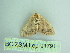  ( - BC ZSM Lep 91791)  @13 [ ] CreativeCommons - Attribution Non-Commercial Share-Alike (2015) Axel Hausmann/Bavarian State Collection of Zoology (ZSM) SNSB, Zoologische Staatssammlung Muenchen