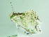  ( - BC ZSM Lep 91796)  @13 [ ] CreativeCommons - Attribution Non-Commercial Share-Alike (2015) Axel Hausmann/Bavarian State Collection of Zoology (ZSM) SNSB, Zoologische Staatssammlung Muenchen