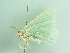  ( - BC ZSM Lep 91801)  @13 [ ] CreativeCommons - Attribution Non-Commercial Share-Alike (2015) Axel Hausmann/Bavarian State Collection of Zoology (ZSM) SNSB, Zoologische Staatssammlung Muenchen