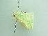  ( - BC ZSM Lep 91827)  @12 [ ] CreativeCommons - Attribution Non-Commercial Share-Alike (2015) Axel Hausmann/Bavarian State Collection of Zoology (ZSM) SNSB, Zoologische Staatssammlung Muenchen
