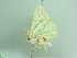  ( - BC ZSM Lep 91828)  @13 [ ] CreativeCommons - Attribution Non-Commercial Share-Alike (2015) Axel Hausmann/Bavarian State Collection of Zoology (ZSM) SNSB, Zoologische Staatssammlung Muenchen