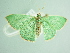  ( - BC ZSM Lep 91831)  @12 [ ] CreativeCommons - Attribution Non-Commercial Share-Alike (2015) Axel Hausmann/Bavarian State Collection of Zoology (ZSM) SNSB, Zoologische Staatssammlung Muenchen