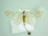  ( - BC ZSM Lep 91832)  @13 [ ] CreativeCommons - Attribution Non-Commercial Share-Alike (2015) Axel Hausmann/Bavarian State Collection of Zoology (ZSM) SNSB, Zoologische Staatssammlung Muenchen