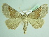  ( - BC ZSM Lep 91837)  @14 [ ] CreativeCommons - Attribution Non-Commercial Share-Alike (2015) Axel Hausmann/Bavarian State Collection of Zoology (ZSM) SNSB, Zoologische Staatssammlung Muenchen