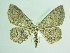  ( - BC ZSM Lep 91841)  @12 [ ] CreativeCommons - Attribution Non-Commercial Share-Alike (2015) Axel Hausmann/Bavarian State Collection of Zoology (ZSM) SNSB, Zoologische Staatssammlung Muenchen