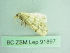  ( - BC ZSM Lep 91897)  @13 [ ] CreativeCommons - Attribution Non-Commercial Share-Alike (2015) Axel Hausmann/Bavarian State Collection of Zoology (ZSM) SNSB, Zoologische Staatssammlung Muenchen