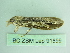  ( - BC ZSM Lep 91899)  @13 [ ] CreativeCommons - Attribution Non-Commercial Share-Alike (2015) Axel Hausmann/Bavarian State Collection of Zoology (ZSM) SNSB, Zoologische Staatssammlung Muenchen
