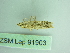  ( - BC ZSM Lep 91903)  @13 [ ] CreativeCommons - Attribution Non-Commercial Share-Alike (2015) Axel Hausmann/Bavarian State Collection of Zoology (ZSM) SNSB, Zoologische Staatssammlung Muenchen
