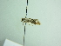  ( - BC ZSM Lep 91912)  @12 [ ] CreativeCommons - Attribution Non-Commercial Share-Alike (2015) Axel Hausmann/Bavarian State Collection of Zoology (ZSM) SNSB, Zoologische Staatssammlung Muenchen