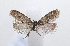  ( - BC ZSM Lep 91961)  @13 [ ] CreativeCommons - Attribution Non-Commercial Share-Alike (2015) Axel Hausmann/Bavarian State Collection of Zoology (ZSM) SNSB, Zoologische Staatssammlung Muenchen