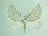  ( - BC ZSM Lep 91970)  @11 [ ] CreativeCommons - Attribution Non-Commercial Share-Alike (2015) Axel Hausmann/Bavarian State Collection of Zoology (ZSM) SNSB, Zoologische Staatssammlung Muenchen