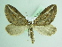  ( - BC ZSM Lep 91971)  @14 [ ] CreativeCommons - Attribution Non-Commercial Share-Alike (2015) Axel Hausmann/Bavarian State Collection of Zoology (ZSM) SNSB, Zoologische Staatssammlung Muenchen