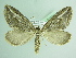  ( - BC ZSM Lep 91972)  @14 [ ] CreativeCommons - Attribution Non-Commercial Share-Alike (2015) Axel Hausmann/Bavarian State Collection of Zoology (ZSM) SNSB, Zoologische Staatssammlung Muenchen