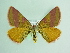  ( - BC ZSM Lep 91973)  @13 [ ] CreativeCommons - Attribution Non-Commercial Share-Alike (2015) Axel Hausmann/Bavarian State Collection of Zoology (ZSM) SNSB, Zoologische Staatssammlung Muenchen