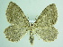 (Philereme vetulata - BC ZSM Lep 91976)  @15 [ ] CreativeCommons - Attribution Non-Commercial Share-Alike (2015) Axel Hausmann/Bavarian State Collection of Zoology (ZSM) SNSB, Zoologische Staatssammlung Muenchen